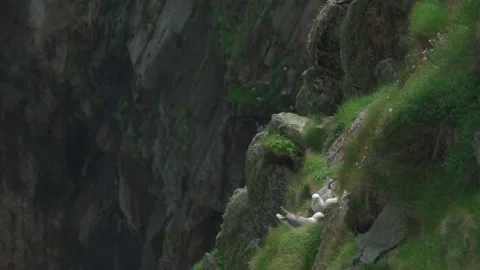 Fulmars nesting on grassy, sheer cliffs on Hirta, St Kilda, Scotland Stock Footage 229543716