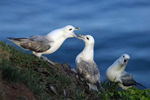 Fulmars Foto stock