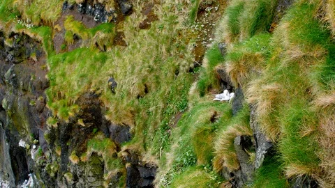 Fulmers nesting on a cliff Stock Footage 95812968