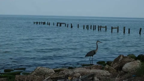 Fulton Tx 7 sec Gray Heron 4k Video stock 140473365