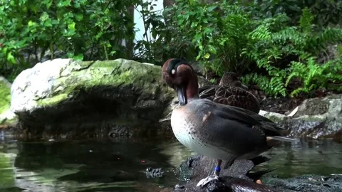 A Fulvous duck bathing Stock-Footage 71060486