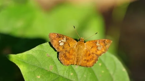 Fulvous Pied Flat butterfly on leaf shaking by the wind Stock Footage 146509812