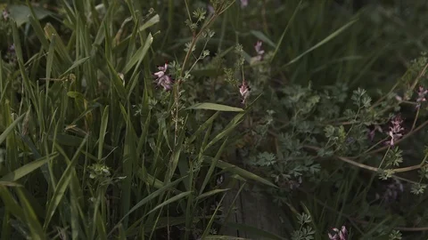 Fumaria densiflora bloomed. Stock Footage 125581843