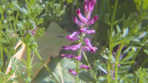 Fumaria officinalis Stock Footage 107220768