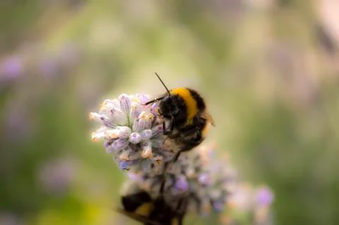 Fumble bee Stock Photos