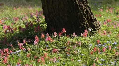 Fumewort (Corydalis solida) Stock Footage 13976383