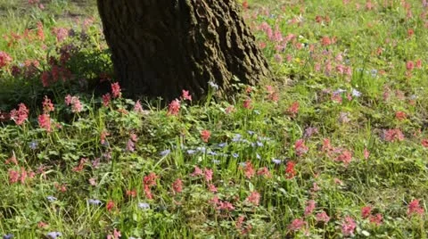 Fumewort (Corydalis solida) Stock Footage 13976646
