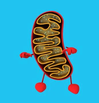 Fun 3D cartoon mitochondria (with alpha channel) 스톡 일러스트