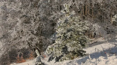 Fun Around Trees Video stock 52754239