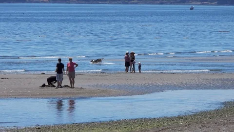 Fun on the Beach Stock Footage 91235889