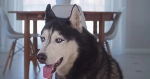 A fun close-up of a beautiful Husky with beautiful blue eyes and a smile on his Stock Footage 152134776