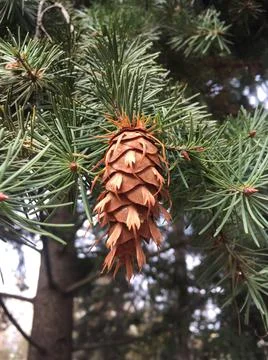 Fun cone on spruce Stockfoto's
