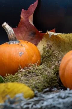 Fun Cute Spooky Ghost Pumpkin Halloween Autumn Leaves-20 Stock Photos