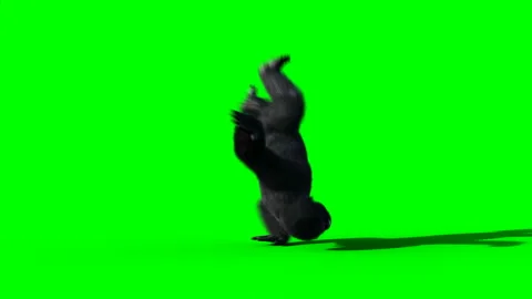 Fun dancing gorilla. Realistic fur. Green screen animation. Stock Footage 161046083