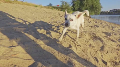 Fun with the dog Stock Footage 150973169