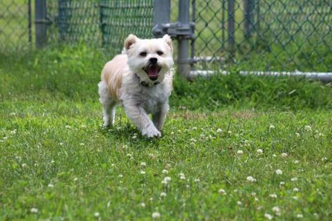 Fun at the dog park Stock Photos