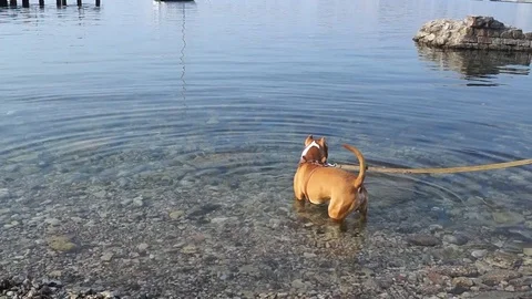 Fun dog in water Shake the tail Enjoy and smile Stock Footage 100193872