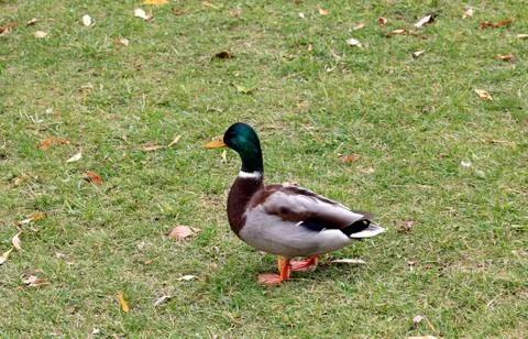 Fun drake for a walk Stock Photos