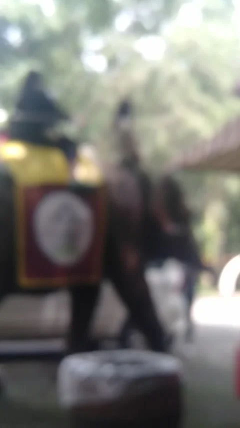 FUN elephant riding but too close and mad insane crazy moment Stock Footage 224855785