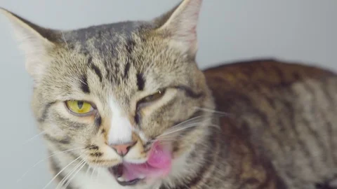 Fun face of the cat that licking her face. hungry cat. Stock Footage 102845299