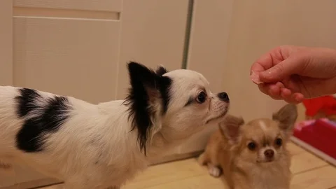 Fun feeding a Chihuahua Видео 100367644