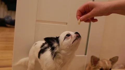 Fun feeding a Chihuahua Stock-Footage 100367755