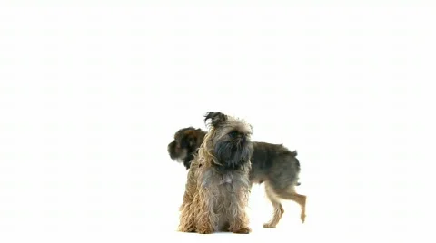 Fun gogs 動画素材 467853