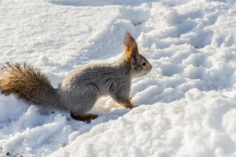 A fun gray and red squirrel with bright black eyes is on a white snow backgro Stock Photos