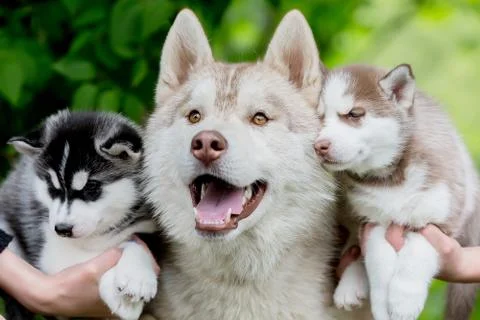 Fun Husky gray with two small puppies. 스톡 사진