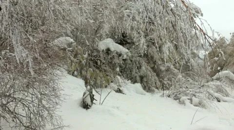 Fun In The Ice Forest Stock Footage 52753570