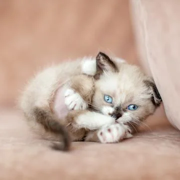 Fun kitten on the sofa Stock Photos