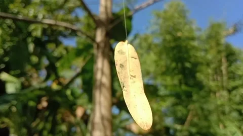 Fun Leaf Naturally Rotation without Touch Stock Footage 187484718