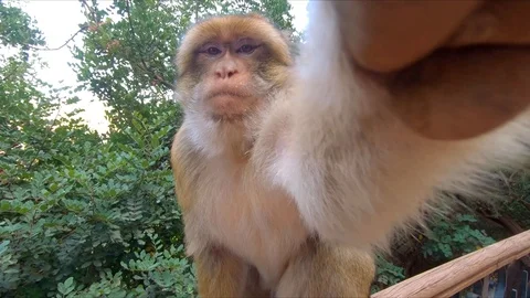 Fun Macaque Monkey In Morocco, Cascade Falls, Reaches For Camera Stock Footage 117919494