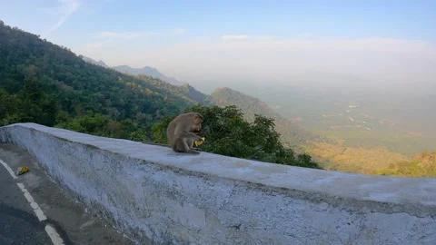 Fun with monkey in kolli hills mountain, hair pin bend. Stock Footage 184067569