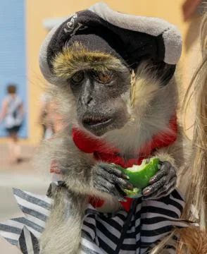 Fun Monkey at play Stock Photos