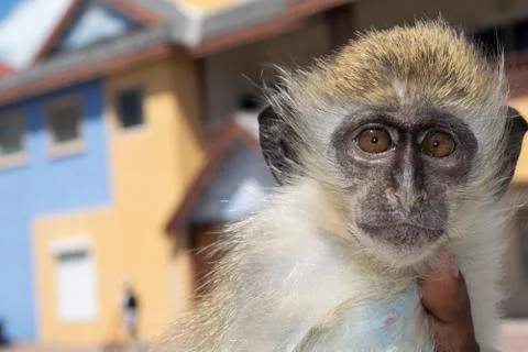 Fun Monkey at play Foto stock