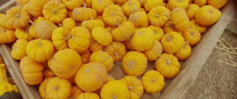 A fun pile of mini harvest pumpkins. Stock Footage 141827264