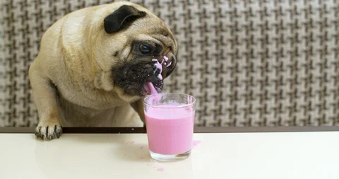 Fun pug dog drinking fruit smoothie. Funny lapping. Very soiled. dirty face 스톡 동영상 115064563