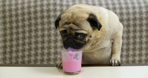 Fun pug dog drinking fruit, berry milkshake. Funny lapping tongue. Thief Stock Footage 115064710