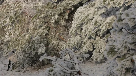 Fun In The Snow Stock Footage 52720435