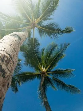 Fun in the Sun! Stock Photos