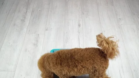 Fun Tasks For A Smart Pet. Stock-Footage 295382047