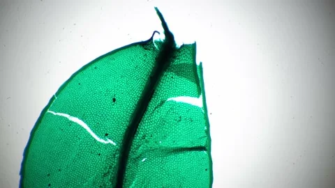 Funaria leaf consisting of green cells filmed under microscope 40x on bright Stock Footage 208854315