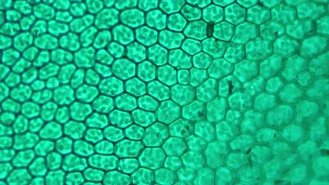 Funaria leaf consisting of green cells filmed under microscope 400x on bright Stock Footage 211826777