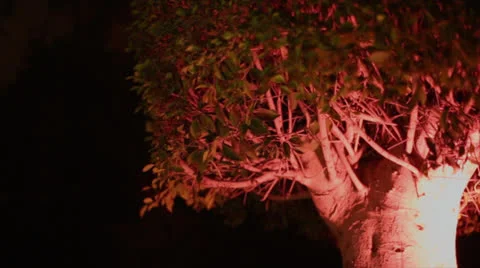 Funcky tree 1 Stock Footage 26315770