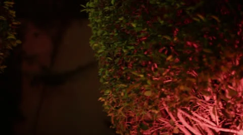 Funcky tree 2 Stock Footage 26315963