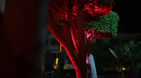 Funcky tree 3 Stock Footage 26317316