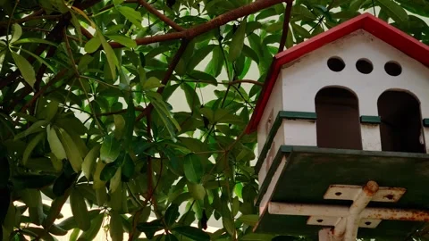 The function of a birdhouse 库存影片 344307391
