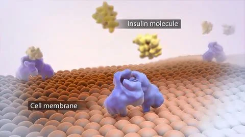 Function of cell membrane and glucose molecules Stock Illustration
