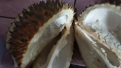 Function of durian fruit skin spines Stock Footage 231831555